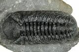 Detailed Austerops Trilobite - Ofaten, Morocco #323568-2